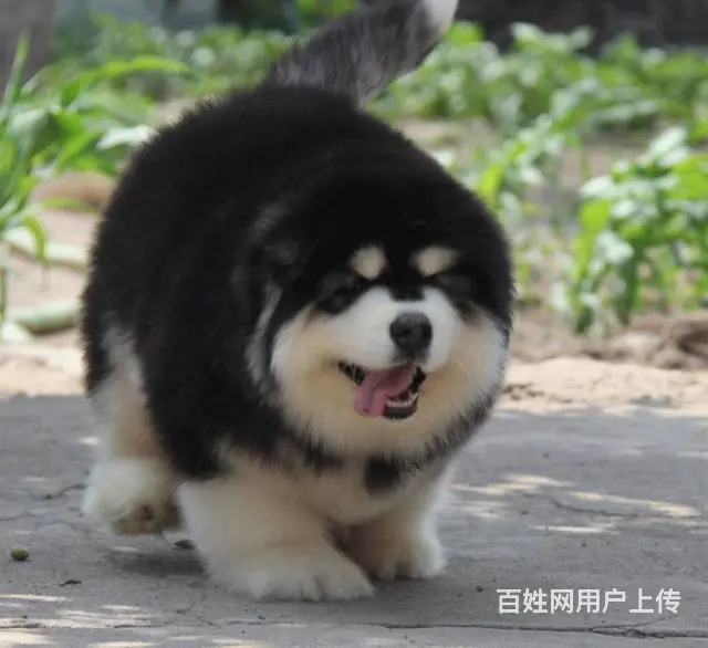 出售阿拉斯加幼犬 赛级品质 有标准体和巨型阿拉 - 图片 1