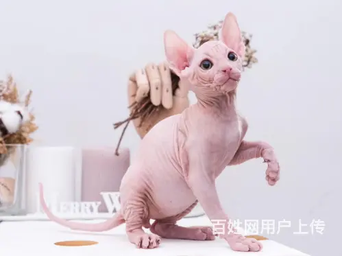 宿迁出售纯种加拿大斯芬克斯无毛猫 无毛猫图片 - 图片 4