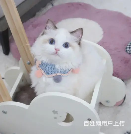 哪里有卖双色布偶猫的多少钱 布偶猫好养吗 - 图片 5