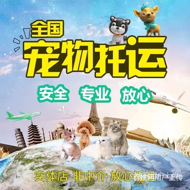 2022缙云县宠物托运（猫狗）邮寄快递（宠物活体运输新*闻） - 图片 6