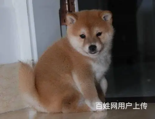 纯种日本小柴犬 黑色 赤色 健康品质保证 - 图片 2