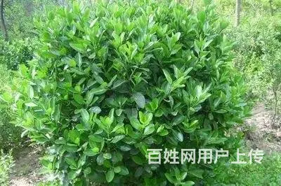 出售冬青等花卉 - 图片