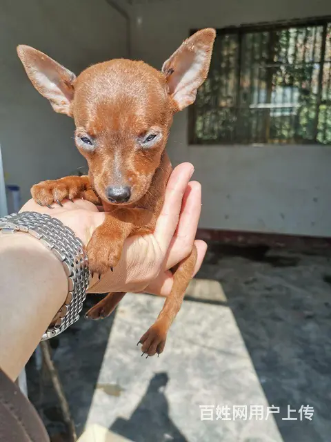 纯种超小体鹿犬， - 图片 2