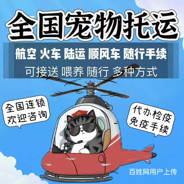 南充阆中周边宠物托运（猫狗活体快递）陆运 空运至全国 - 图片 1