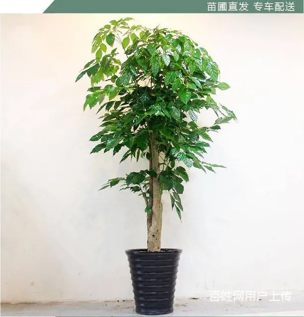 昆山绿植花卉盆景租摆租赁 - 图片 6