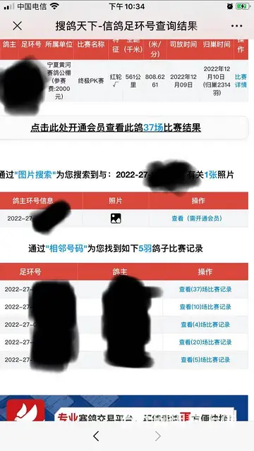 成绩赛鸽出售 - 图片 2