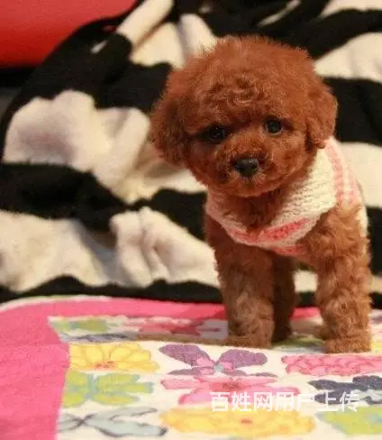 纯种泰迪犬 微小体茶杯泰迪犬价格 泰迪犬舍 - 图片 1