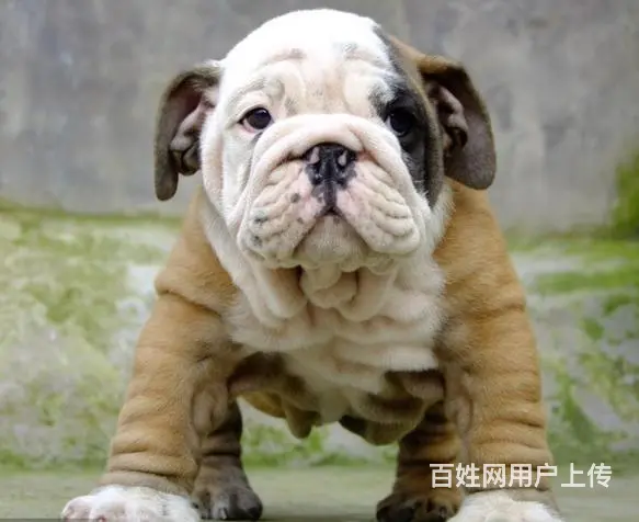 抚顺哪里有基地直销高品质法国斗牛犬出售，公母均有多 - 图片 5