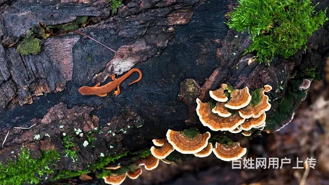 摄影摄像拍照录像大小摇臂照片直播推流直播导播台视频 - 图片