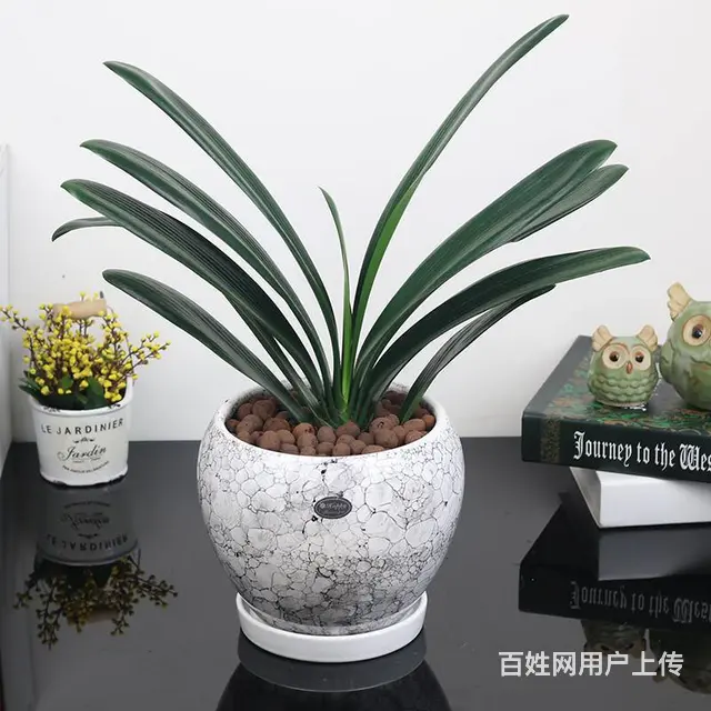 武汉办公室植物养护室内花卉租摆，公司盆景工厂园艺养 - 图片