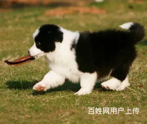 广州纯种边境牧羊犬价格 狗舍直销 包纯种健康签协议 - 图片 12