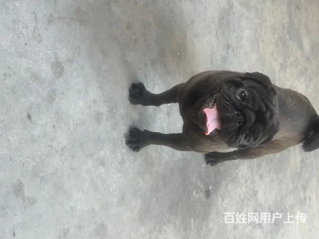 巴哥犬出售 - 图片 1