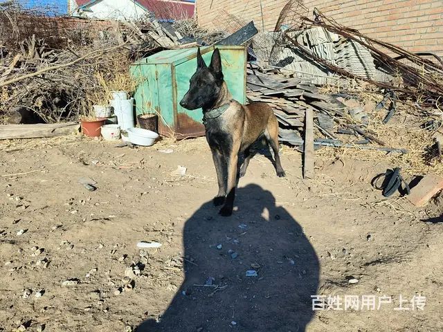 马犬 - 图片 3
