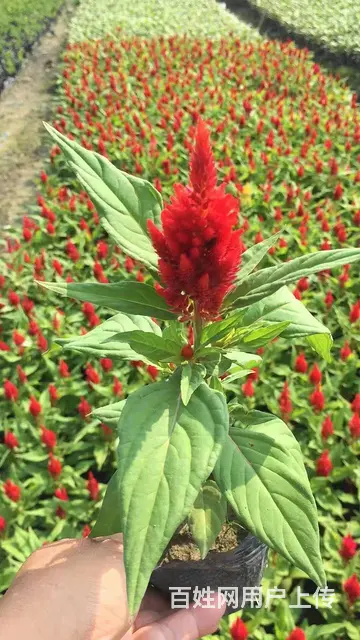 贵州草花贵州草坪贵州苗木贵州花卉批发 - 图片 2