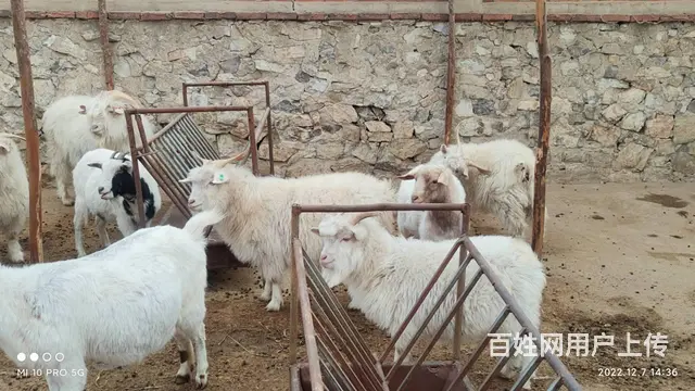 卖羊 - 图片 1