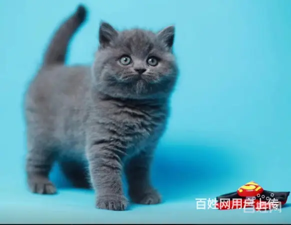 自家繁殖布偶猫 蓝猫 加菲猫 金吉拉等疫苗齐全包纯 - 图片 2