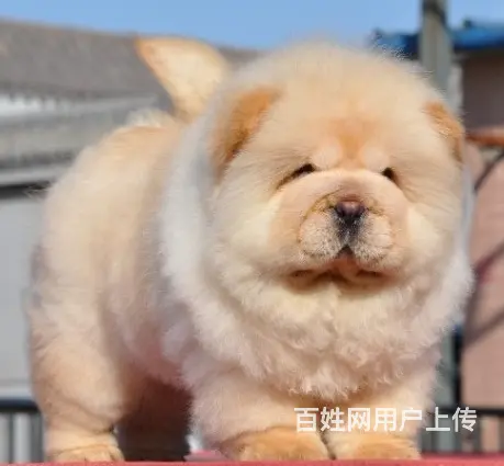 吕梁犬舍卖松狮。松狮一般什么价位 - 图片 2