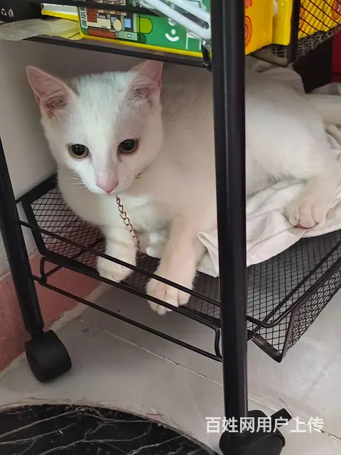 无偿赠送白色短毛猫一只 - 图片