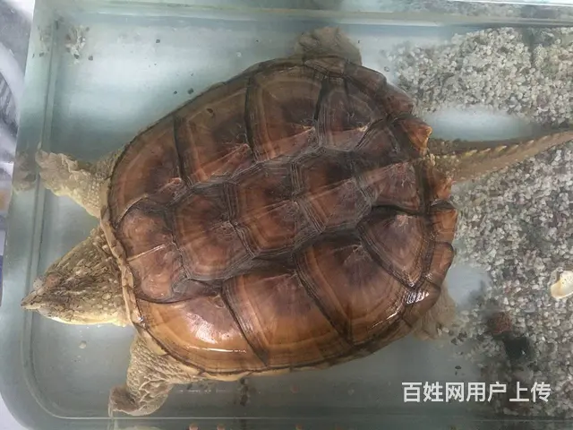 鳄龟出售 - 图片