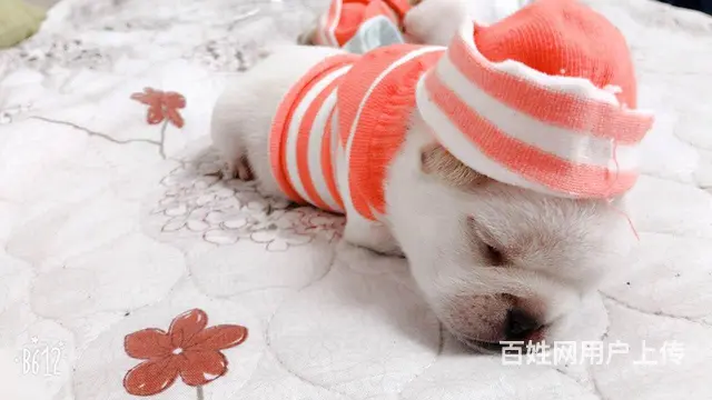 天门本地法斗犬舍，本地法斗在哪里 - 图片 9