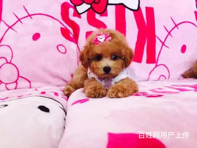 辽阳【泰迪犬舍】地址泰迪得多少钱 - 图片 3