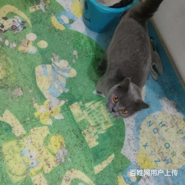 英短折耳。 - 图片 4