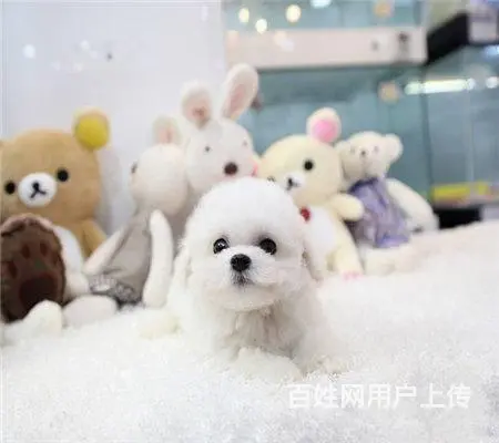 纯种比熊 白色比熊 法系比熊 出售超级可爱的小 - 图片 3