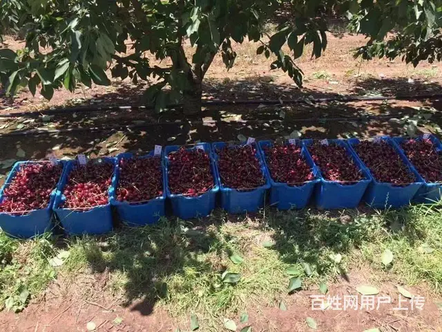 山西大同出国雇主急招出国劳务保姆家政导购等 - 图片 6