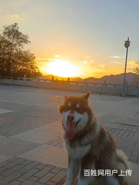 急寻爱犬 - 图片