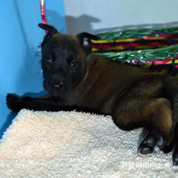 中卫上哪可以看到马犬犬舍，马犬犬舍地址位置 - 图片 2