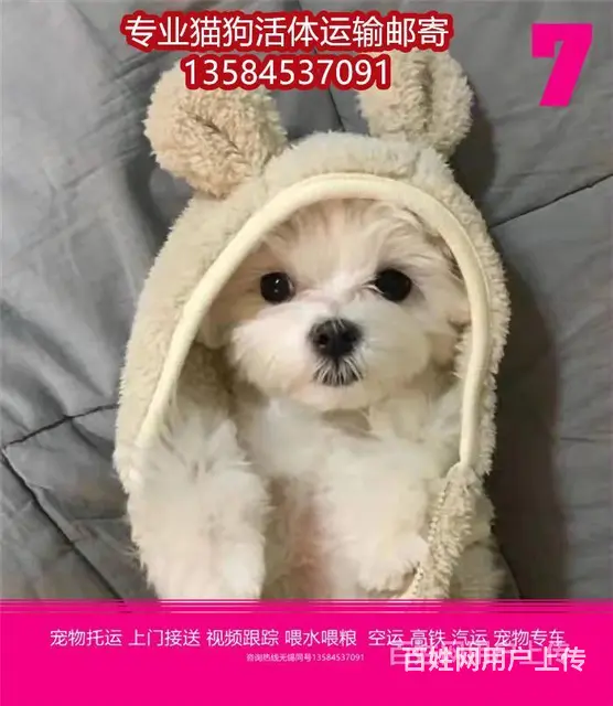 日喀则 宠物托运（猫狗柴犬）邮寄快递2022（宠物活体运输) - 图片 2