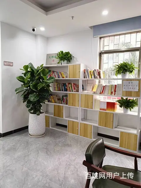 广州办公室花木绿植租凭 植物租摆 绿植购买出售 - 图片 3