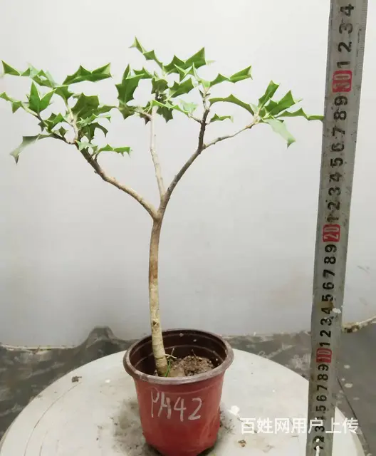 花木盆景电商平台淘宝网盛世鑫毅植物园艺术总监杨世毅 - 图片 4