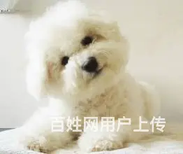 纯种比熊幼犬出售 驱虫疫苗已做好 全国送货上门 - 图片 2