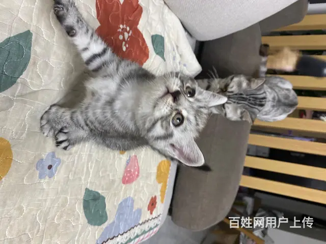 虎斑小崽 - 图片 3