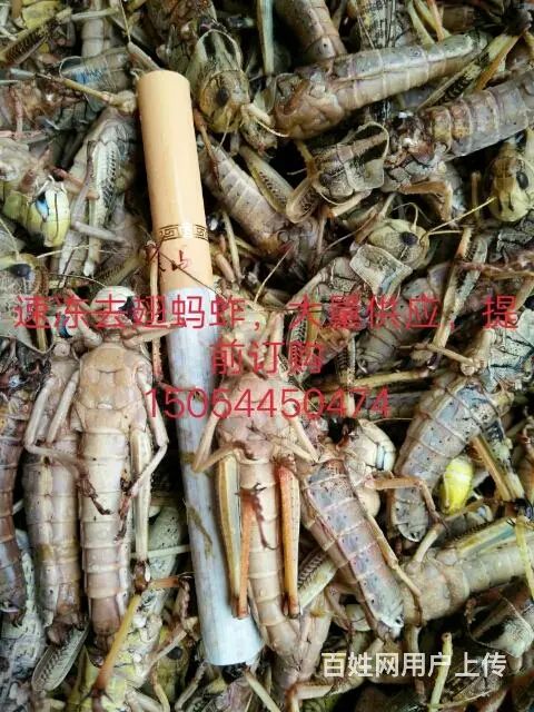 大量供应去翅速冻蚂蚱 - 图片 1