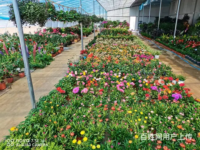 【创美】万家疃市场附近花卉大棚仓库转让 - 图片 1