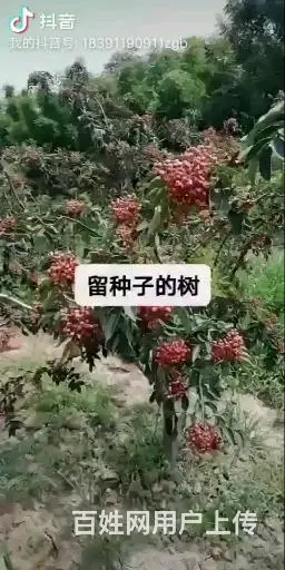 韩城大红袍花椒苗基地，陕西哪里有出售卖无刺黄盖花椒苗批发 - 图片 3