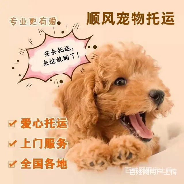 2022常州市到全国）宠物托运（猫狗）邮寄快递（宠物活体运输 - 图片 2