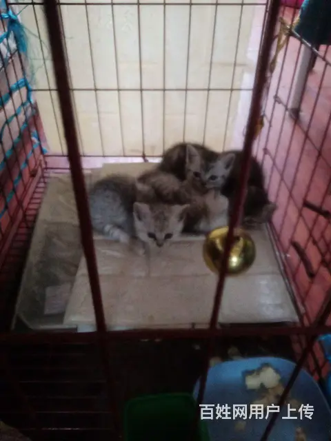 免费送养猫咪 - 图片
