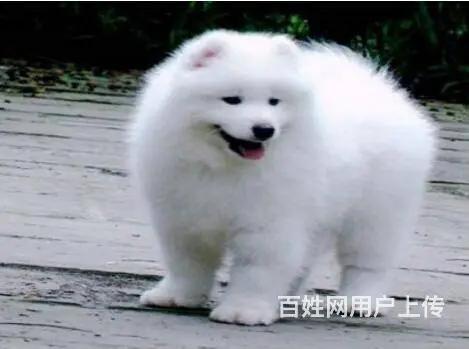 承德萨摩怎么卖 家养萨摩 保纯种健康 - 图片 8