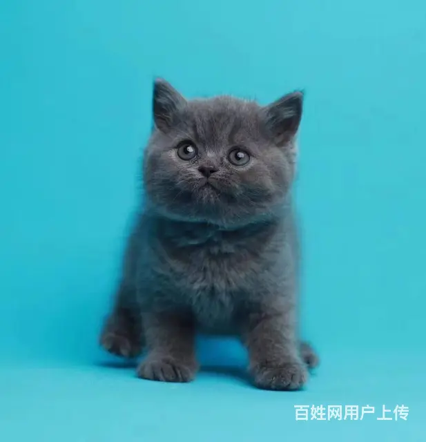 【cfa血统证书】 正八开脸 无病无癣 - 图片 1