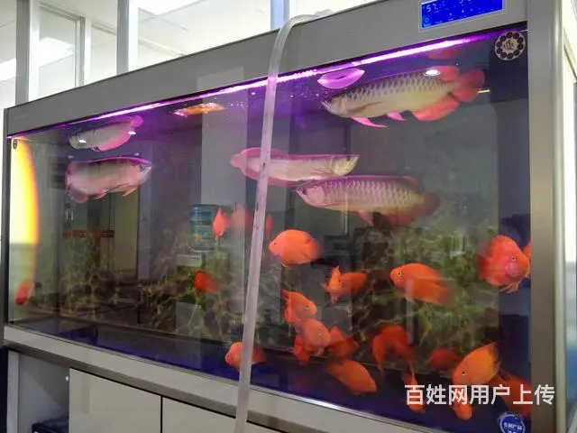 专业清理大型鱼缸，零售鱼食鱼药，鱼缸，各类观赏鱼 - 图片 1