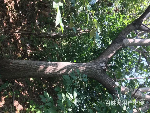 梧桐树，板栗树出售 - 图片 3