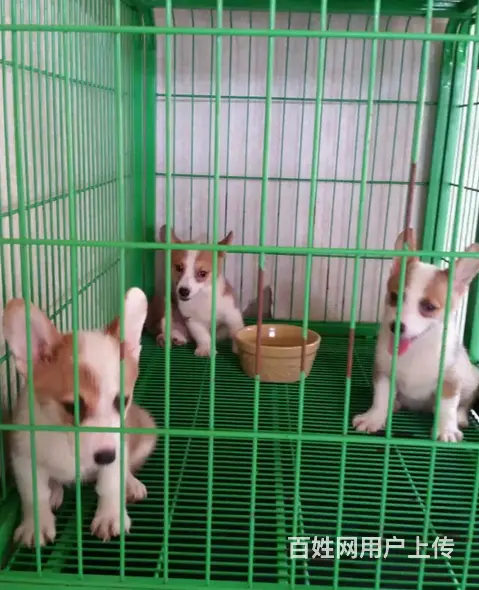 天门柯基犬舍位置 本地柯基犬舍地址在哪儿 - 图片 3