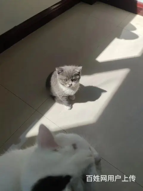 猫猫 - 图片 5