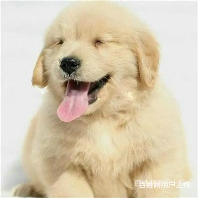 宿迁靠谱金毛犬舍金毛在养户手里价格 - 图片 1