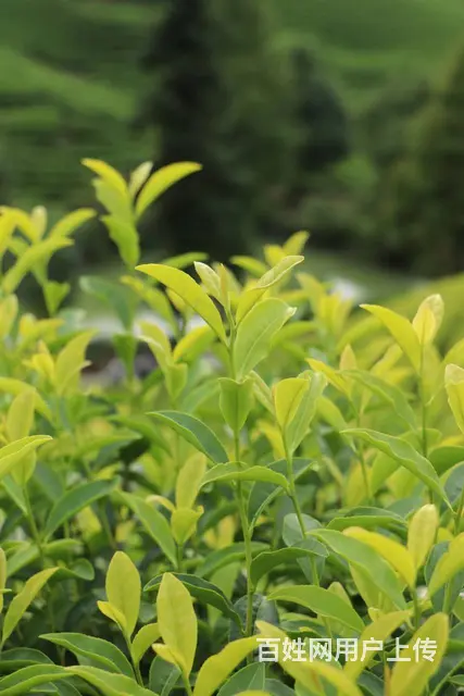 初秋的茶园 生机勃勃 小戴白茶直销 - 图片 2
