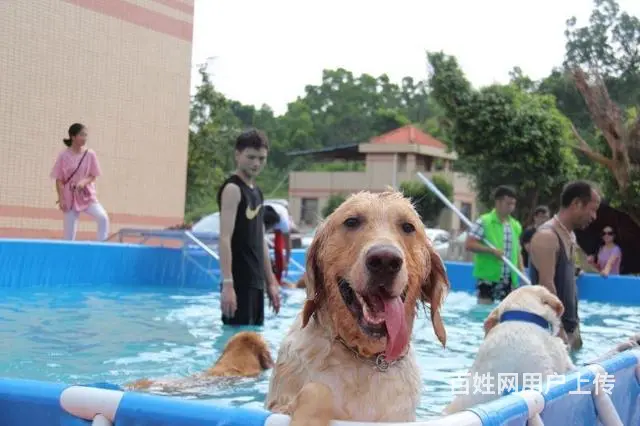 廉江市训犬学校/廉江训犬在哪里/帕比宠物学校在哪里 - 图片 5