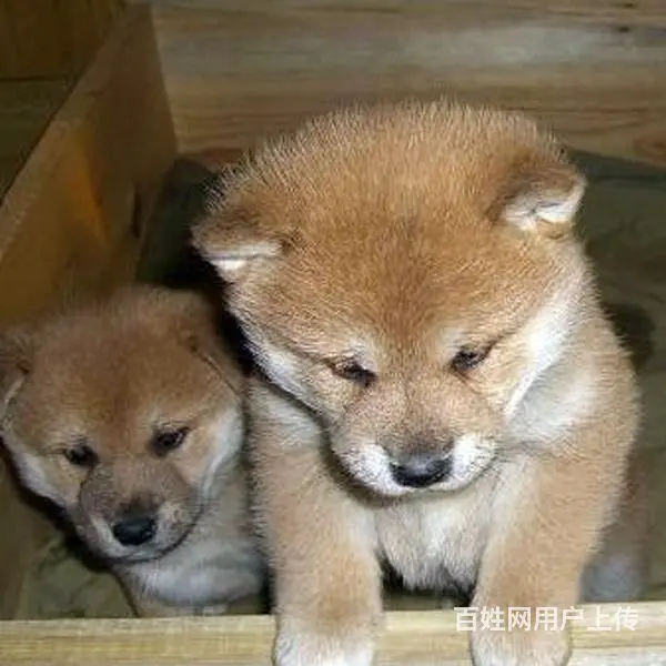 长春卖秋田犬的狗场，小秋田犬多少钱一只 - 图片 7